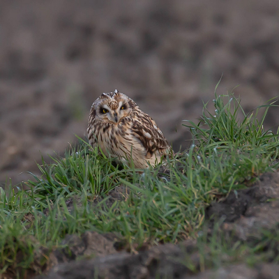 Na veel pogingen is dit mijn eerste geslaagde velduil foto. Nu reeds vertrokken en ga volgend jaar voor een geslaagde vliegfoto;