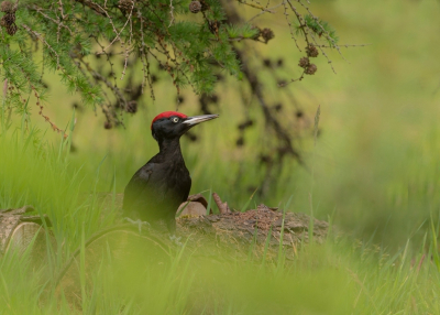<i class='fa fa-user'></i> Ruud Scherpenisse |   Zwarte Specht  <i class='fa fa-eye'> 440</i>  <i class='fa fa-thumbs-up'> 34</i>   <i class='fa fa-comment-o'> 16</i>