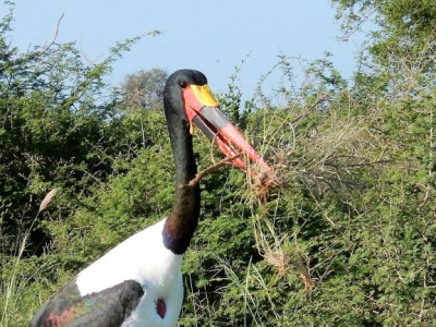 Deze zadelbekooievaar waar naarstig op zoek naar nestmateriaal.