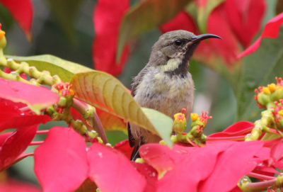 In de tuin van onze lodge zaten veel vogels. 
Onder andere deze mooie. Met de aantekening dat we al een mannetje Glanshoningzuiger gezien (en op de foto hadden). Ik dacht toch dat het die was, want zo 100% zeker ben ik nou ook weer niet. 
Ik zou die foto van meneer voor de zekerheid kunnen plaatsen.

Maar is dit dan het vrouwtje?

Ik vond de foto ook wel aardig. Normaal gesproken een heel rustige omgeving met een prachtig gekleurde vogel. Nu eens andersom.