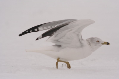 Na een tijdlang op de piertjes en lantarenpalen gezetten te hebben kwam hij tot mijn verbazing redelijk dichtbij op de grond zitten..... De sneeuw maakt de foto wel erg wit... Maar een mooi beest blijft het!