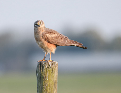 <i class='fa fa-user'></i> Jan P |   Steppekiekendief  <i class='fa fa-eye'> 441</i>  <i class='fa fa-thumbs-up'> 8</i>   <i class='fa fa-comment-o'> 9</i>