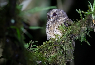 <i class='fa fa-user'></i> charlysax |   Kaneelkleurige Schreeuwuil  <i class='fa fa-eye'> 151</i>  <i class='fa fa-thumbs-up'> 4</i>   <i class='fa fa-comment-o'> 7</i>