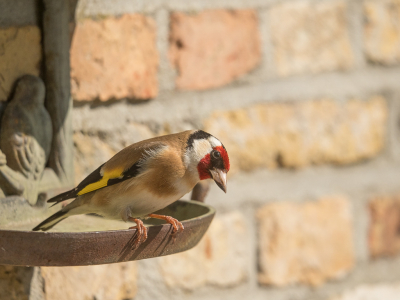 Ja, ik weet het. Hij zit niet op een mooie distel, maar op een wanstaltig voederbakje. Dat bakje hangt daar alleen maar, omdat wij nog niet  in staat zijn geweest hem weg te halen. Ik heb er nooit voer op gelegd, maar toch vond dit vinkje het leuk om daar even te poseren. Ik kon hem eerst door het raam van de deur fotograferen, maar toen hij maar bleef zitten heb ik voorzichtig de deur geopend en door een kier op 3 meter afstand deze plaat kunnen maken. De puristen onder ons zullen het wel niks vinden, maar ik vond het leuk om hem van zo dichtbij te kunnen nemen. Wij hebben dit jaar zeker wel 3 stellen puttertjes in de tuin.