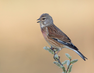 <i class='fa fa-user'></i> keesvanderklauw |   Kneu  <i class='fa fa-eye'> 365</i>  <i class='fa fa-thumbs-up'> 23</i>   <i class='fa fa-comment-o'> 11</i>