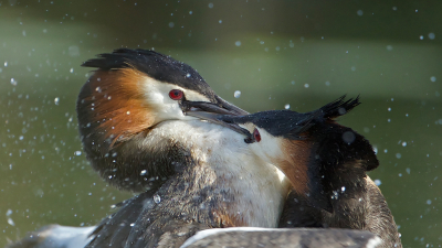 <i class='fa fa-user'></i> anevanrees |   Fuut  <i class='fa fa-eye'> 400</i>  <i class='fa fa-thumbs-up'> 4</i>   <i class='fa fa-comment-o'> 6</i>