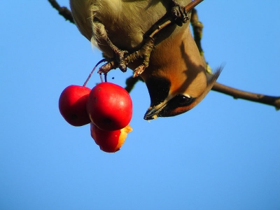 Om de lekkerste sierappeltjes te pakken te krijgen haalde deze pestvogel de raarste capriolen uit.