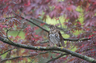 <i class='fa fa-user'></i> Gert-Jan Cromwijk |   Zanglijster  <i class='fa fa-eye'> 261</i>  <i class='fa fa-thumbs-up'> 14</i>   <i class='fa fa-comment-o'> 9</i>