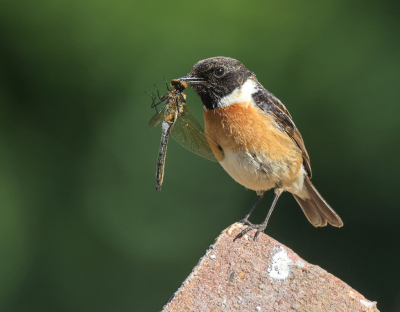 <i class='fa fa-user'></i> loek van de Leur |   Roodborsttapuit  <i class='fa fa-eye'> 286</i>  <i class='fa fa-thumbs-up'> 8</i>   <i class='fa fa-comment-o'> 7</i>