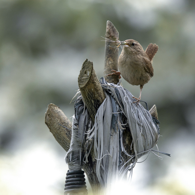 <i class='fa fa-user'></i> christina |   Winterkoning  <i class='fa fa-eye'> 165</i>   <i class='fa fa-comment-o'> 2</i>