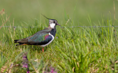 Ondanks de schaarste aan weidevogels in onze regio toch het geluk gehad om een Kievit te fotograferen. Men verdenkt de boer ervan eieren te vertrappen. Die moeten maar eens op heterdaad betrappen, en dan...?