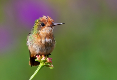 <i class='fa fa-user'></i> charlysax |   Vuurkuifkoketkolibrie  <i class='fa fa-eye'> 167</i>  <i class='fa fa-thumbs-up'> 17</i>   <i class='fa fa-comment-o'> 5</i>