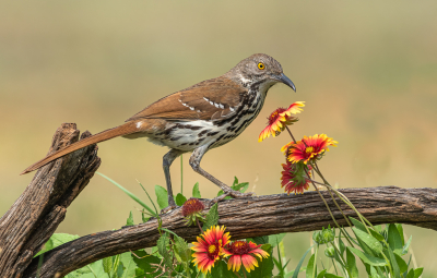 In de Verenigde Staten zijn langsnavelende Thrashers alleen in Zuid-Texas gevestigd. Ze brengen het grootste deel van hun tijd op de grond door op zoek naar voedsel, dus het is altijd leuk om ze op een zitstok te krijgen.