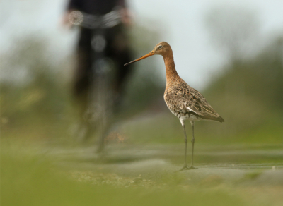 Ik was liggend in de berm een grutto aan het fotograferen toen ik ineens op de achtergrond een fietser zag opdoemen. Ik hield pas op met klikken toen de fietser zo dicht bij was dat de grutto wegvloog. En foto van de serie was aardig gelukt.
Groeten, Rob Groosjohan