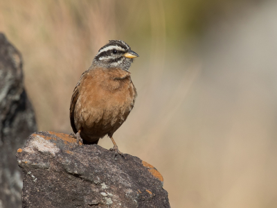 <i class='fa fa-user'></i> Paul van Giersbergen |   Goslings Gors  <i class='fa fa-eye'> 192</i>  <i class='fa fa-thumbs-up'> 3</i>   <i class='fa fa-comment-o'> 2</i>