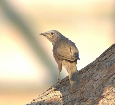 Hallo allemaal! Ik ben nieuw hier op Birdpix. Ik wou beginnen met n van mijn mooiste foto's van 2019, en bovendien een niet veel vertoonde vogel op de site. Vorig jaar was ik twee week in Isral. En toen we naar Eilat reisden maakten we een korte stop in de woestijn. Hier zag ik een groepje vogels onder de struiken foerageren. Het bleken arabische babbelaars te zijn! Ik had deze soort niet verwacht te zien, erg blij mee dus. De meesten waren erg schuw maar dit jongere dier wou wel even poseren.
