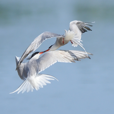 <i class='fa fa-user'></i> corvanspijk |   Visdief  <i class='fa fa-eye'> 434</i>  <i class='fa fa-thumbs-up'> 24</i>   <i class='fa fa-comment-o'> 10</i>