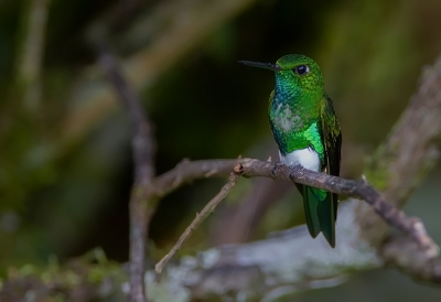 <i class='fa fa-user'></i> charlysax |   Smaragdbuikpluimbroekje  <i class='fa fa-eye'> 167</i>  <i class='fa fa-thumbs-up'> 9</i>   <i class='fa fa-comment-o'> 4</i>