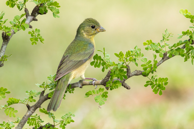 Een onvolwassen mannetje en een vrouwtje Painted Bunting lijken op elkaar. Deze begint een beetje rood en blauw op het lichaam te krijgen, dus het kan een onvolwassen mannetje zijn. Het zal een paar weken duren om het zeker te weten.