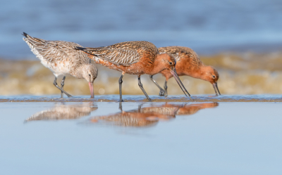 <i class='fa fa-user'></i> Hans Overduin |   Rosse Grutto  <i class='fa fa-eye'> 412</i>  <i class='fa fa-thumbs-up'> 32</i>   <i class='fa fa-comment-o'> 19</i>