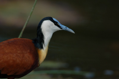 Nikon D50 850MM
