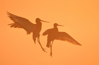 <i class='fa fa-user'></i> Eric Gibcus |   Grutto  <i class='fa fa-eye'> 304</i>  <i class='fa fa-thumbs-up'> 21</i>   <i class='fa fa-comment-o'> 11</i>