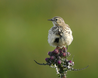 <i class='fa fa-user'></i> henkdikkers |   Graspieper  <i class='fa fa-eye'> 269</i>  <i class='fa fa-thumbs-up'> 18</i>   <i class='fa fa-comment-o'> 16</i>