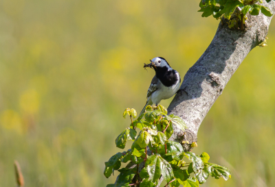 Op jacht naar een zangvogel in z'n habitat liep ik deze Witte Kwikstaart tegen het lijf.
Had een leuke geweest voor de afgelopen MO.