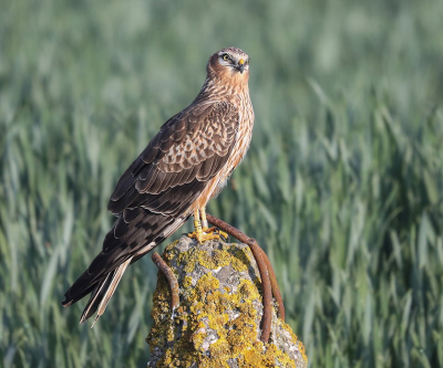 <i class='fa fa-user'></i> Jan P |   Grauwe Kiekendief  <i class='fa fa-eye'> 366</i>  <i class='fa fa-thumbs-up'> 9</i>   <i class='fa fa-comment-o'> 5</i>