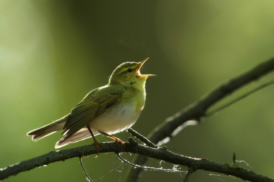 <i class='fa fa-user'></i> Frank Kremer |   Fluiter  <i class='fa fa-eye'> 404</i>  <i class='fa fa-thumbs-up'> 18</i>   <i class='fa fa-comment-o'> 16</i>