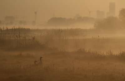 <i class='fa fa-user'></i> Fons Hoiting |   Grauwe Gans  <i class='fa fa-eye'> 212</i>  <i class='fa fa-thumbs-up'> 9</i>   <i class='fa fa-comment-o'> 9</i>