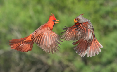 Dit is een mannelijke noordelijke kardinaal en een mannelijke pyrrhuloxia. Het is altijd leuk om twee vogels in een lijst te krijgen. Vooral als ze het oneens zijn.