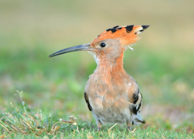 Mijn vorige foto leek niet erg in de smaak te vallen, nog maar eens proberen met de nationale vogel van Isral! In Tel Aviv (moderne stad) zagen we op een veldje een aantal hoppen foerageren. Ik ben er tussen gaan liggen en ze kwamen erg dichtbij! Leuke platen kunnen maken, maar dit is n van de weinige waarop ie kijkt. Ik ben erg blij met deze plaat, ben benieuwd wat jullie ervan vinden.