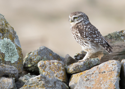 <i class='fa fa-user'></i> Marie-Jos Boon |   Steenuil  <i class='fa fa-eye'> 293</i>  <i class='fa fa-thumbs-up'> 18</i>   <i class='fa fa-comment-o'> 14</i>