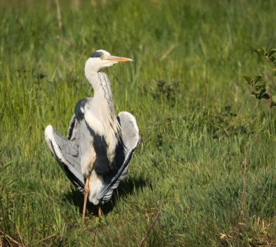 Ook mijn reiger stond te "venten". Ik heb het vaak gezien en ik heb niet begrepen dat het iets bijzonders was, anders had ik deze foto eerder gepost en was die precies naast die van Peter Stam (8 mei) komen te staan.