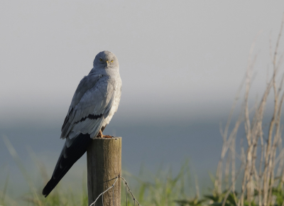 <i class='fa fa-user'></i> Ben Reitsma |   Grauwe Kiekendief  <i class='fa fa-eye'> 267</i>  <i class='fa fa-thumbs-up'> 2</i>   <i class='fa fa-comment-o'> 5</i>