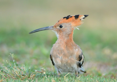 Mijn vorige foto leek niet erg in de smaak te vallen, nog maar eens proberen met de nationale vogel van Isral! In Tel Aviv (moderne stad) zagen we op een veldje een aantal hoppen foerageren. Ik ben er tussen gaan liggen en ze kwamen erg dichtbij! Leuke platen kunnen maken, maar dit is n van de weinige waarop ie kijkt. Ik ben erg blij met deze plaat, ben benieuwd wat jullie ervan vinden.
Eerste upload was in het TA beland, iets bewerkt, hopelijk nu wel goed.
