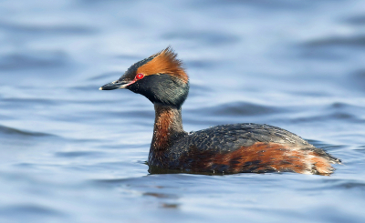 Nogmaals een ode aan deze kleurrijke Kuifduiker in zomerkleed, mede omdat het een niet alledaags verschijnsel in onze nabijheid is.