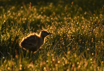 <i class='fa fa-user'></i> Eric Gibcus |   Grutto  <i class='fa fa-eye'> 268</i>  <i class='fa fa-thumbs-up'> 15</i>   <i class='fa fa-comment-o'> 15</i>