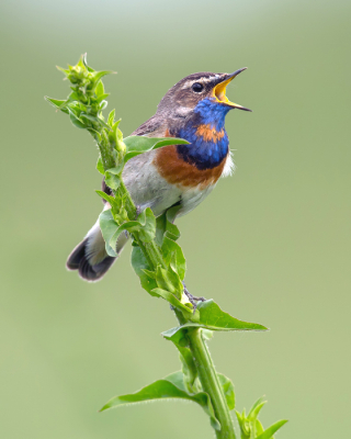 <i class='fa fa-user'></i> Rijn Bcude |   Blauwborst  <i class='fa fa-eye'> 487</i>  <i class='fa fa-thumbs-up'> 28</i>   <i class='fa fa-comment-o'> 15</i>