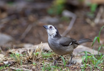 <i class='fa fa-user'></i> charlysax |   Witkopstruikgors  <i class='fa fa-eye'> 122</i>  <i class='fa fa-thumbs-up'> 2</i>   <i class='fa fa-comment-o'> 3</i>