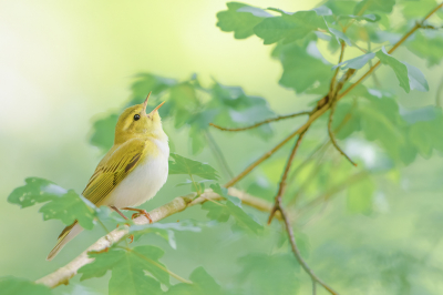 <i class='fa fa-user'></i> Hans Overduin |   Fluiter  <i class='fa fa-eye'> 508</i>  <i class='fa fa-thumbs-up'> 34</i>   <i class='fa fa-comment-o'> 29</i>