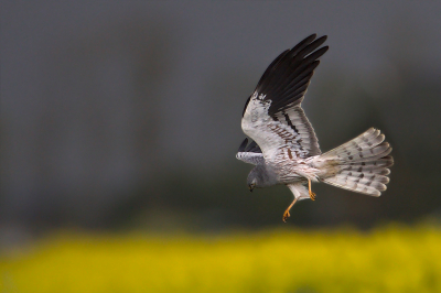 <i class='fa fa-user'></i> anevanrees |   Grauwe Kiekendief  <i class='fa fa-eye'> 389</i>  <i class='fa fa-thumbs-up'> 15</i>   <i class='fa fa-comment-o'> 10</i>