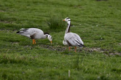 Een rondje Reeuwijkse Plassen met een voor mij onbekende soort. Een hele aparte ervaring. Nogmaals een omdat ik hem nog niet kende