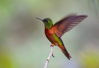 <i class='fa fa-user'></i> charlysax |   Matthews' Hoornkolibrie  <i class='fa fa-eye'> 183</i>  <i class='fa fa-thumbs-up'> 20</i>   <i class='fa fa-comment-o'> 9</i>