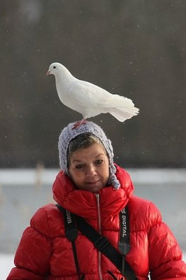 Minke en de duif. Een aantal jaren geleden liepen Minke en ik in Park te Werve bij de duiventoren toen deze duif op haar hoofd neerstreek. Symboliek? Hoewel ongetwijfeld niet de bedoeling van het plaatsen van vogelfoto's wil ik jullie haar niet onthouden. Het is een foto van een foto die ik toen maakte, dus de kwaliteit houdt niet over.