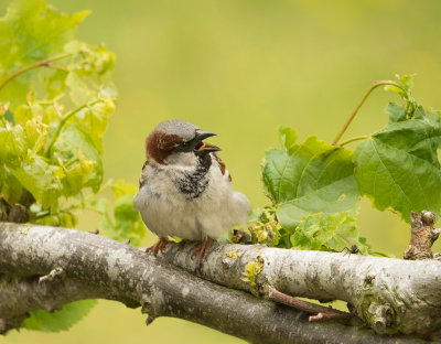 Ik zit met een pijnlijke en opgezette voet, vanwege een valpartijtje. Daarom maar positie gekozen bij mijn slaapkamer raam, om daar misschien wat foto's te kunnen maken en ziedaar een zingende zangvogel in zijn habitat. Maar het haalt de mo niet,  vanwege een andere.