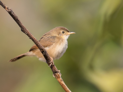 <i class='fa fa-user'></i> Paul van Giersbergen |   Kortvleugelgraszanger  <i class='fa fa-eye'> 180</i>  <i class='fa fa-thumbs-up'> 7</i>   <i class='fa fa-comment-o'> 1</i>