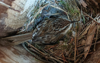 Boomkruiper op nest.
Als nestkastonderzoek-vrijwillger kwam ik deze boomkruiper tegen in een van mijn kasten.
Nog niet eerder een boomkruiper op haar nest gezien. 
Daarom wilde ik deze foto graag delen.