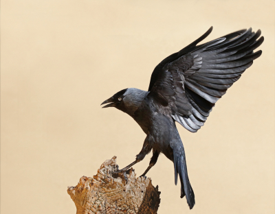 <i class='fa fa-user'></i> Rob_Groosjohan |   Kauw  <i class='fa fa-eye'> 220</i>  <i class='fa fa-thumbs-up'> 7</i>   <i class='fa fa-comment-o'> 10</i>